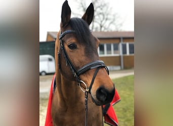 Duits rijpaard, Merrie, 18 Jaar, 168 cm, Bruin
