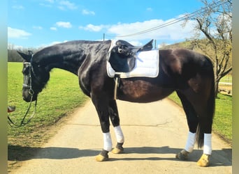 Duits rijpaard, Merrie, 19 Jaar, 160 cm, Zwart