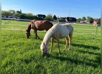 Duits rijpaard, Merrie, 1 Jaar, Palomino