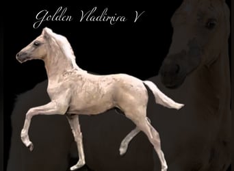 Duits rijpaard, Merrie, 1 Jaar, Palomino