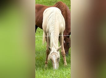 Duits rijpaard, Merrie, 1 Jaar, Palomino