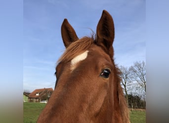 Duits rijpaard, Merrie, 1 Jaar, Vos
