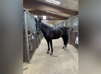 Duits rijpaard, Merrie, 20 Jaar, 162 cm, Donkerbruin