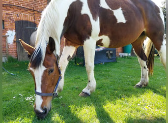 Duits rijpaard Mix, Merrie, 21 Jaar, 165 cm, Gevlekt-paard