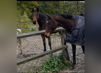 Duits rijpaard, Merrie, 22 Jaar, 165 cm, Bruin
