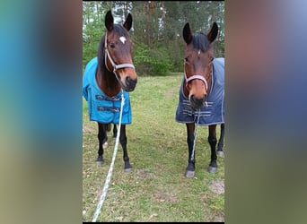 Duits rijpaard, Merrie, 22 Jaar, 165 cm, Bruin