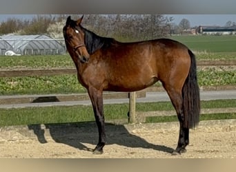 Duits rijpaard, Merrie, 2 Jaar, 163 cm, Lichtbruin