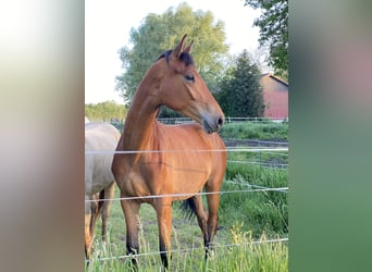 Duits rijpaard, Merrie, 2 Jaar, 170 cm, Bruin