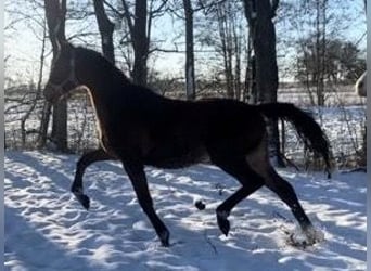 Duits rijpaard, Merrie, 2 Jaar, 170 cm, Bruin