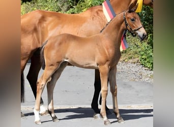 Duits rijpaard, Merrie, 2 Jaar, 170 cm, Bruin