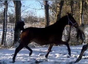 Duits rijpaard, Merrie, 2 Jaar, 170 cm, Bruin