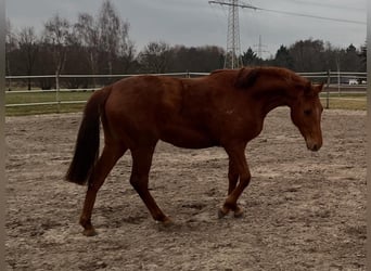Duits rijpaard, Merrie, 2 Jaar, Vos