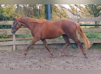 Duits rijpaard, Merrie, 2 Jaar, Vos