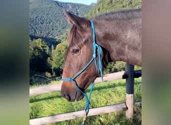 Duits rijpaard Mix, Merrie, 3 Jaar, 145 cm