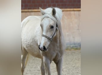 Duits rijpaard, Merrie, 3 Jaar, 146 cm, Palomino