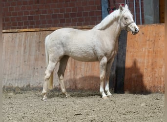 Duits rijpaard, Merrie, 3 Jaar, 146 cm, Palomino