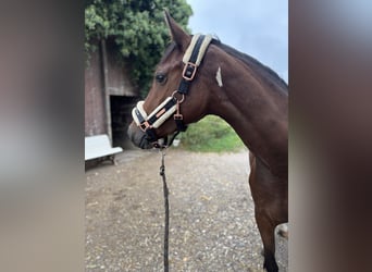 Duits rijpaard, Merrie, 3 Jaar, 152 cm, Gevlekt-paard