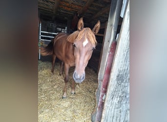 Duits rijpaard, Merrie, 3 Jaar, 153 cm, Vos