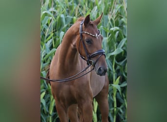 Duits rijpaard, Merrie, 3 Jaar, 160 cm, Vos