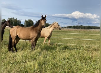 Duits rijpaard, Merrie, 3 Jaar, 166 cm, Buckskin