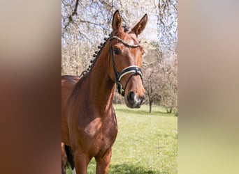 Duits rijpaard, Merrie, 3 Jaar, 170 cm, Bruin