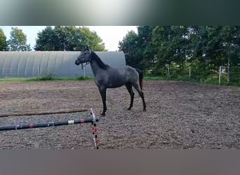 Duits rijpaard, Merrie, 3 Jaar, 170 cm, Schimmel