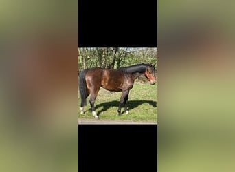 Duits rijpaard, Merrie, 4 Jaar, 131 cm, Bruin