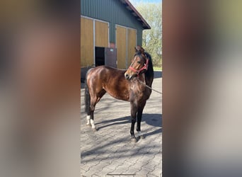 Duits rijpaard, Merrie, 4 Jaar, 131 cm, Bruin