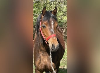 Duits rijpaard, Merrie, 4 Jaar, 131 cm, Bruin