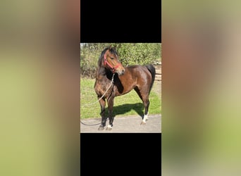 Duits rijpaard, Merrie, 4 Jaar, 131 cm, Bruin