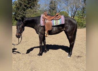 Duits rijpaard, Merrie, 4 Jaar, 155 cm, Donkerbruin