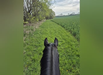 Duits rijpaard, Merrie, 4 Jaar, 157 cm, Zwartbruin