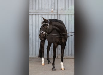 Duits rijpaard, Merrie, 4 Jaar, 157 cm, Zwartbruin