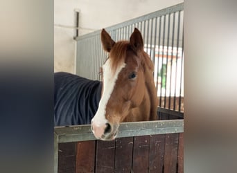 Duits rijpaard, Merrie, 4 Jaar, 160 cm, Vos