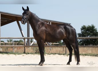 Duits rijpaard, Merrie, 4 Jaar, 160 cm, Zwartbruin