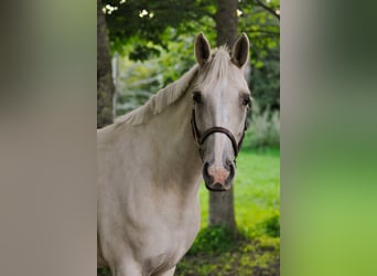 Duits rijpaard, Merrie, 4 Jaar, 162 cm, Palomino
