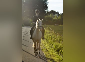Duits rijpaard, Merrie, 4 Jaar, 162 cm, Palomino