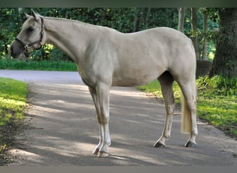 Duits rijpaard, Merrie, 4 Jaar, 162 cm, Palomino