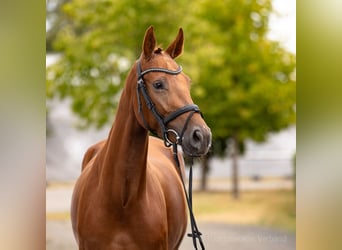 Duits rijpaard, Merrie, 4 Jaar, 163 cm, Donkere-vos