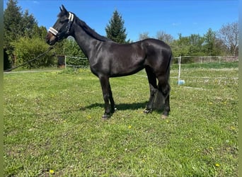 Duits rijpaard, Merrie, 4 Jaar, 163 cm, Zwart
