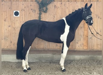 Duits rijpaard, Merrie, 4 Jaar, 164 cm, Gevlekt-paard