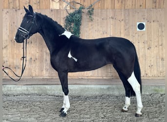 Duits rijpaard, Merrie, 4 Jaar, 164 cm, Gevlekt-paard