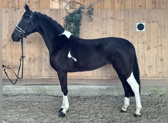 Duits rijpaard, Merrie, 4 Jaar, 164 cm, Gevlekt-paard