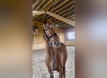 Duits rijpaard, Merrie, 4 Jaar, 164 cm, Vos
