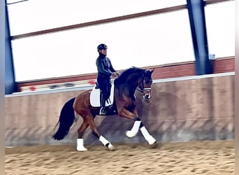 Duits rijpaard, Merrie, 4 Jaar, 165 cm, Bruin