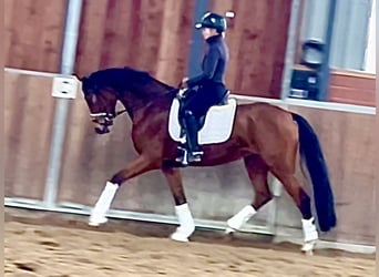 Duits rijpaard, Merrie, 4 Jaar, 165 cm, Bruin