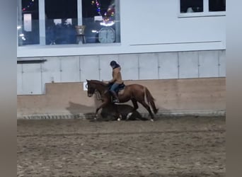 Duits rijpaard, Merrie, 4 Jaar, 165 cm, Vos