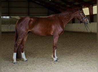Duits rijpaard, Merrie, 4 Jaar, 165 cm, Vos