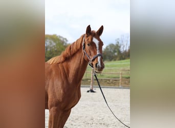 Duits rijpaard, Merrie, 4 Jaar, 165 cm, Vos