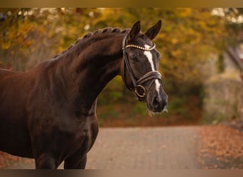 Duits rijpaard, Merrie, 4 Jaar, 167 cm, Donkere-vos